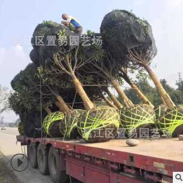 成都產地批發精品桂花樹 金桂四季桂八月桂 樹苗園林綠化工程