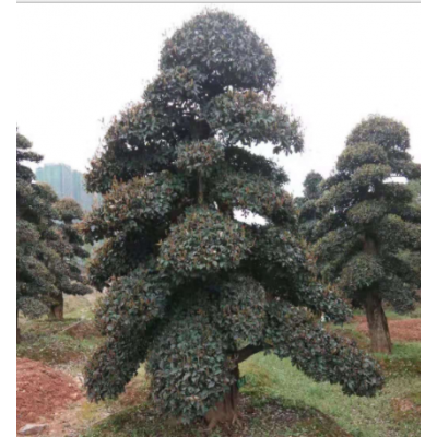 批發欏木石楠 庭院精品造型樹木市政園林綠化苗木 苗圃基地直銷