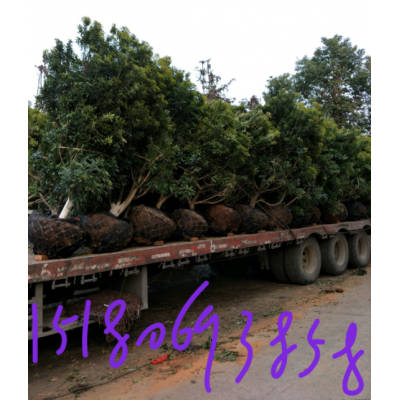 江西楊梅出售_江西九江供應不同規格楊梅苗木價格